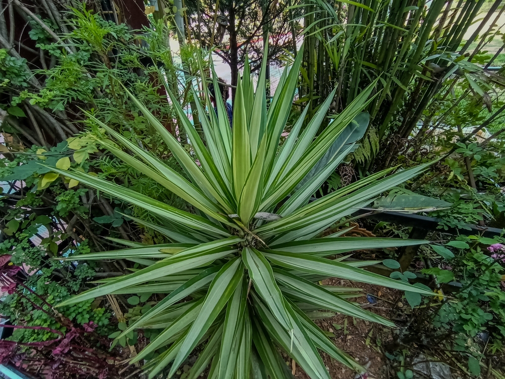 palmlilie im garten
