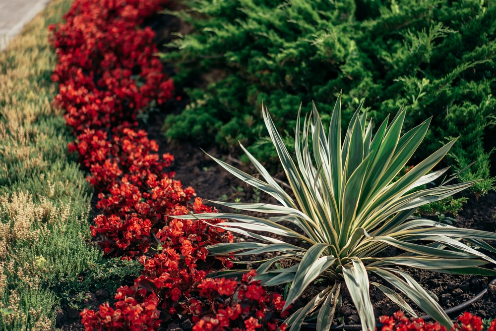 yucca palme