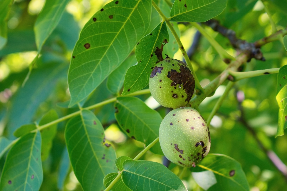 Walnuss Frucht