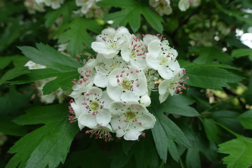 Crataegus