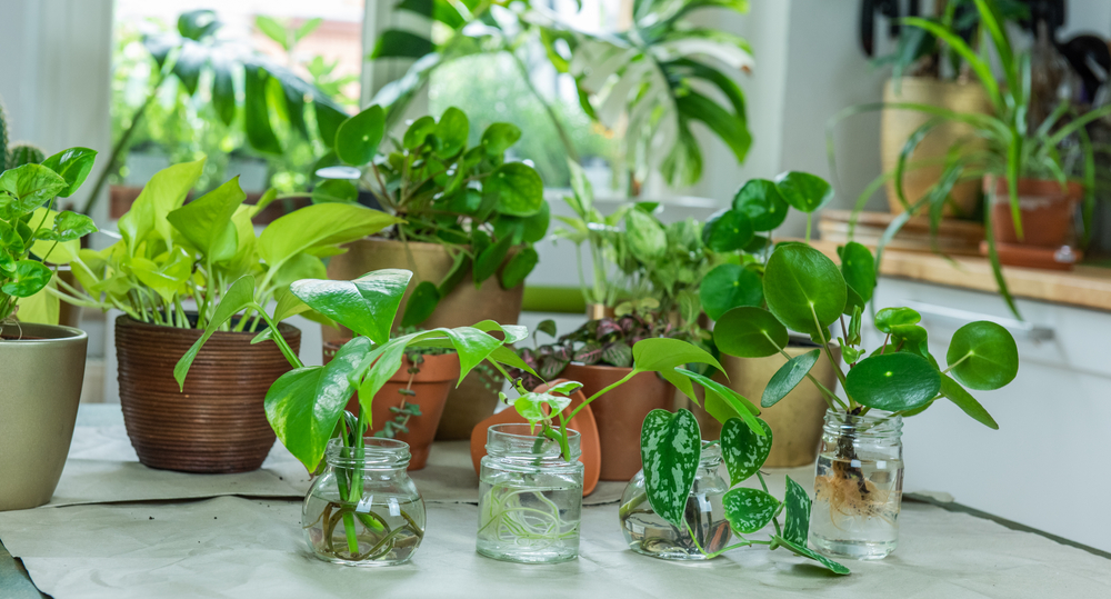 Glas Pflanzen