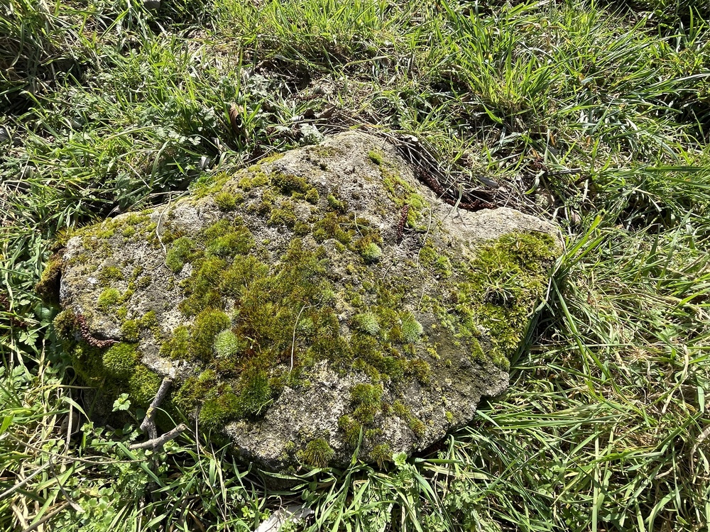 Moos im Garten